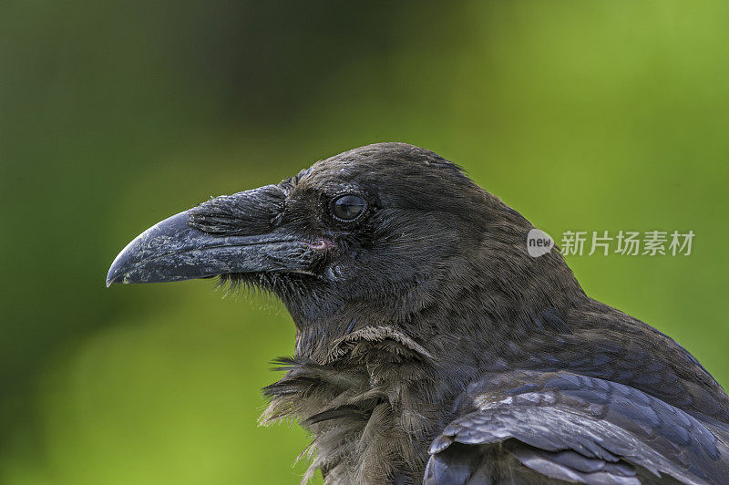 普通乌鸦(Corvus corax)，也被称为北方乌鸦，是一种大型，全黑的雀形目鸟类。它遍布北半球，是所有鸦科动物中分布最广泛的。阿拉斯加威廉王子湾。